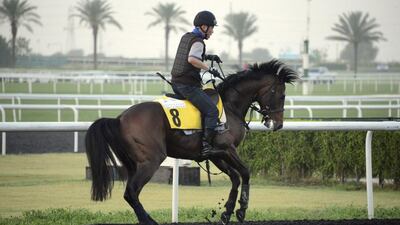 Tokei Halo is one of several runners from Japan on Dubai World Cup night. He will be competing in the Dubai Duty Free race Saturday. Martin Dokoupil / Reuters