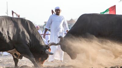 Bull fighting in Fujairah corniche.
