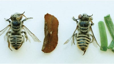 A female leaf-cutter bee is photographed next to a piece of leaf and pieces of green plastic that it was found carrying. Photo courtesy Pensoft Publishers / Dr Sarah Gess.