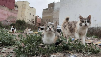A lot of the stray and abandoned cats in Azemmour turn up at the local rubbish tip. Courtesy Anne Heslop