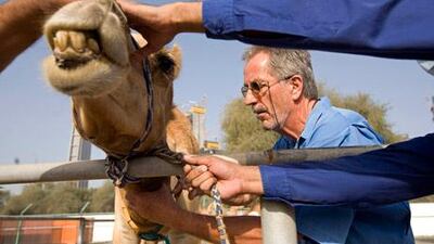 Scientific Director Dr. Ulrich Wernery gives camel 6A5 a shot of tranquilizer before blood is drawn from him at the Central Veterinary Research Laboratory in Dubai, March 23, 2010.
