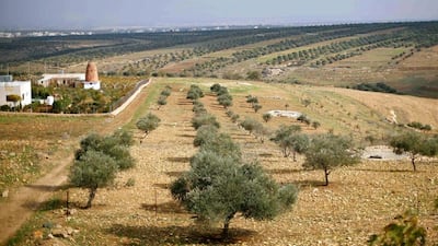 Above, olive farms in Irbid city, north of Amman. A lack of rain and higher temperatures this year has reduced the harvest of the olive fruit by about 20 per cent from last year. Olive trees cover around 75 per cent of agricultural land in Jordan. Muhammad Hamed / Reuters