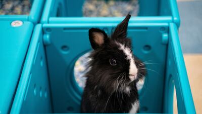 With the lifting of Covid restrictions, Hong Kongers are travelling again and some of those who keep rabbits as pets are booking them into the resort