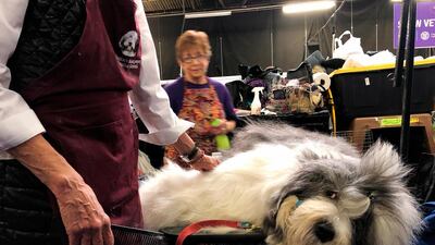 Monty, an Old English Sheepdog, is groomed ahead of competing. He’s known for sleeping on the competition - literally. He fell asleep before a recent show in Canada while getting groomed, then woke up and won the Best in Breed. Photo: AP