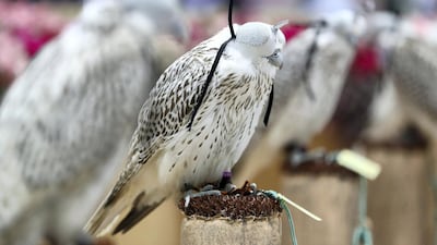 Falcons on display at the Falcon Center during Adihex 2019 in Abu Dhabi. Pawan Singh / The National