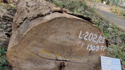 The tree, planted in 1909, was auctioned after it dried up and fell on its own this month. Photo: Shereef P
