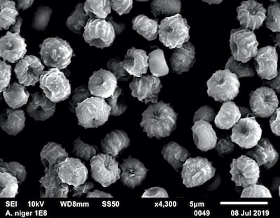 Aspergillus niger spores were found to have survived conditions that replicate those of the Martian surface.