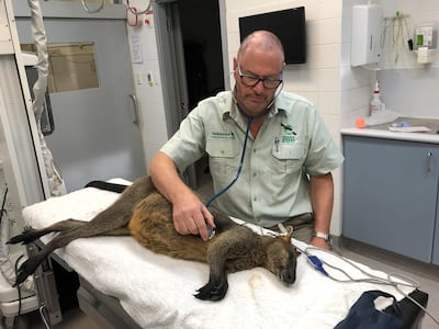 The wandering wallaby is being cared for by the Taronga Zoo. EPA