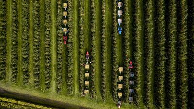 A picture take with a drone shows people picking fruits during the National Fruit Picking Days, in the orchard with elstar apple trees from fruit grower Bert den Haan, in Kerk Avezaath, the Netherlands. EPA