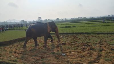 The elephant was able to walk free in front of crowds of onlookers, before heading into the jungle.
