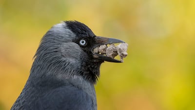 Precious Rocks by Samual Stone was highly commended in the Behaviour: Birds section of the competition. PA