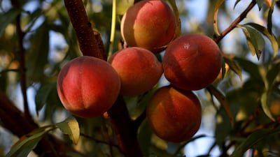 Peaches hang from a tree as workers harvest the last crop of the season off the trees at Pearson Farm in Fort Valley, Georgia. AFP