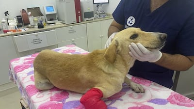 Roman's front leg was cut off below the knee and he faces having the rest of the limb amputated. Courtesy: Stray Dogs Centre UAQ