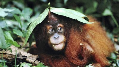 Orangutans are semi-solitary in the wild and occasionally gather around and feed in large fruiting trees while female orangutans also travel with their offspring. Anup Shah / WWF