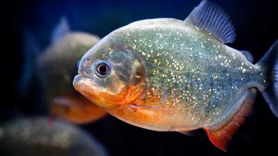 One thousand piranha fish have been released into the waters at the popular indoor attraction. Courtesy The Green Planet