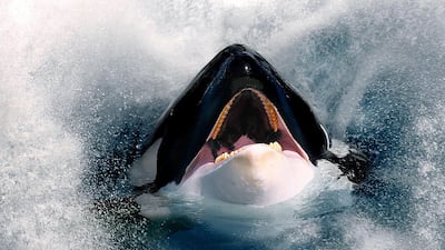 Orcas, commonly known as killer whales, were spotted in 2015.
