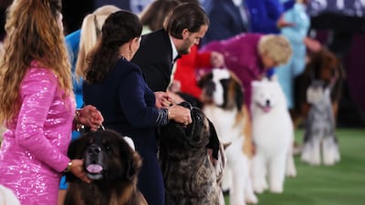 Dog owners prepare to participate in the Working group judging event. Getty Images