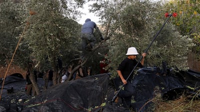 Palestinian farmers are suffering attacks by Israeli settlers during the olive harvest. EPA