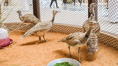Houbara birds took pride of place at the Abu Dhabi exhibition. Victor Besa / The National
