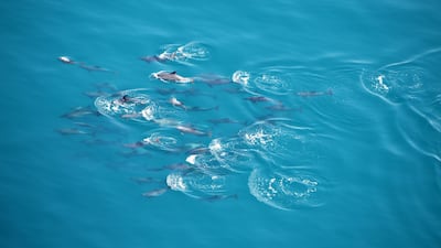 A pod of dolphins in the waters off the Abu Dhabi coast. Environment Agency Abu Dhabi