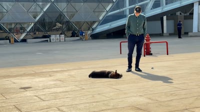 A visitor watches a stray dog sleeping in the courtyard of the Grand Egyptian Museum in Cairo. Mohamed Fathi / The National