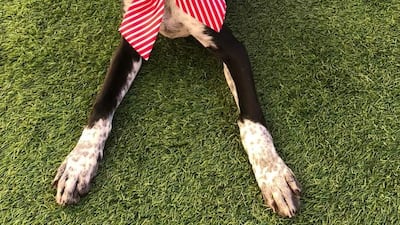 Baker is a puppy aged 5 months, currently with the UAQ Stray Dogs Centre. Baker will grow into a large dog and is potty trained, fully vaccinated and microchipped. Photo: UAQ Stray Dogs Centre