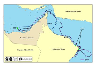 The long journey made from the UAE to Oman by turtles, Respect and Wisdom
