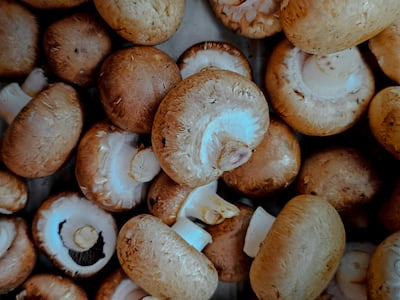 Mushrooms are here to stay. KC Shum / Unsplash