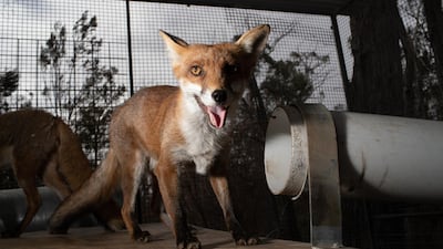 A rescued fox stands in a recovery centre for foxes and dingos near Bungendore, Australia. Getty Images