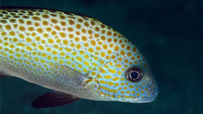 Farsh - or painted sweetlips - (Diagramma pictum) have an expected life span of more than 30 years but the study showed that few were living past the age of two. Alamy