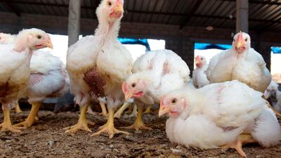 The UAE has imposed a ban on live birds from Russia after a flu outbreak. AFP