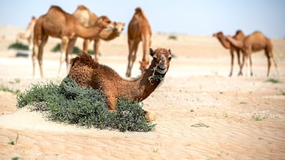 Camels graze on spring flora in Abu Dhabi's Al Dhafra region. All photos: Victor Besa / The National