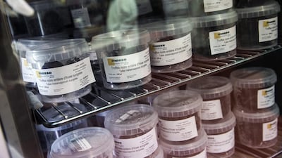 Truffles are displayed at the Rungis international wholesale food market near Paris. Etienne Laurent / EPA