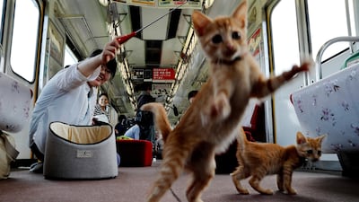 A passenger plays with cats, in a train cat cafe, held on a local train to bring awareness to the culling of stray cats. Kim Kyung-Hoon / Reuters