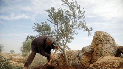 A Palestinian man tries to replant his olive tree that was cut by Israeli forces near Tubas in the Israeli-occupied West Bank. Reuters
