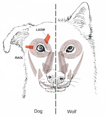 This diagram provided by Tim Smith in June 2019 shows a comparison between dog and wolf facial muscles. Tim Smith via AP