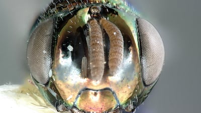 The wasps have unusual lifecycles. The female adult wasp selects a plant on which to lay her eggs, which hatch into larvae, which then burrow into caterpillars found on those plants. Courtesy: Magnolia Press, “reproduced with permission from the copyright holder”.