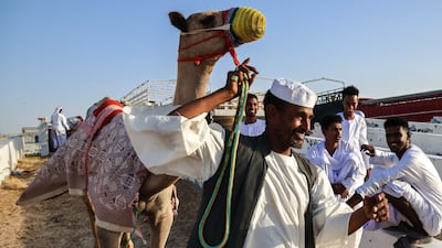 A 2021 study revealed that the stomachs of about 300 dead camels analysed since 2008 had contained indigestible plastic material. Victor Besa / The National