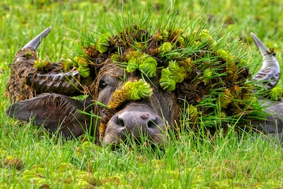 Andy Rouse's Doris with her Hat. Photo: Andy Rouse / Nikon Wildlife Comedy Awards