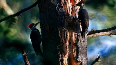 A pair of pileated woodpeckers team up in pursuit of insects on a dead pine tree in Freeport, Maine, USA. AP Photo