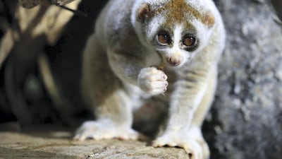 After Lonely (pictured) was rescued, another slow loris was found in the streets of Dubai. This time, it was a female that was then named Amal by Green Planet. Chris Whiteoak / The National