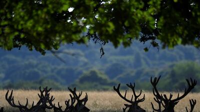 Deer rest in the shade at London's Richmond Park. Reuters