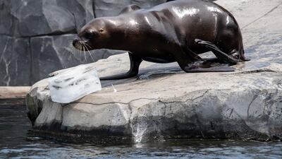 An sealion keeps cool with a seafood-flavoured frozen treat at the Paris Zoological Park. AFP