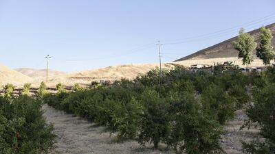 Local farmers have been in talks with foreign companies to export the fruit to Dubai and Britain.