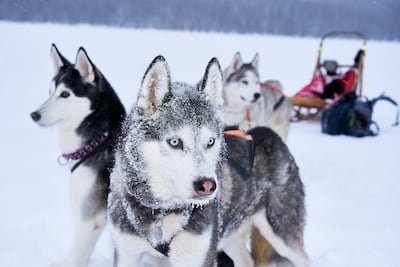 Dog sledding in Langsua National Park, Norway. Getty Images