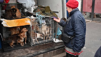 Antonina, a refugee from Bakhmut in Donetsk region, with dogs she rescued in Izyum, Kharkiv. AFP