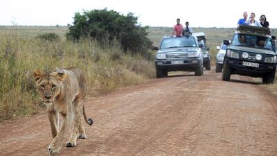 Poaching in the Limpopo region seems to be on the rise, with three male lions found poisoned with their paws cut off last year
