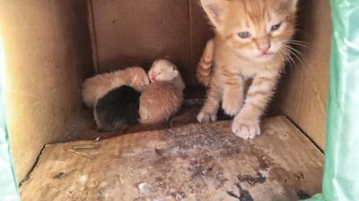 Heslop is taking her kittens to London in June to find them forever homes. Courtesy Anne Heslop