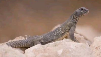 The Egyptian spiny-tailed lizard, locally known as the dhub, is one of the favourite lizards of visitors to the Al Ain Zoo.