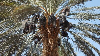 Medjool dates in the Jordan Valley. Photo: Nico Dingemans